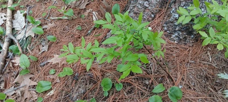 Blueberry bush