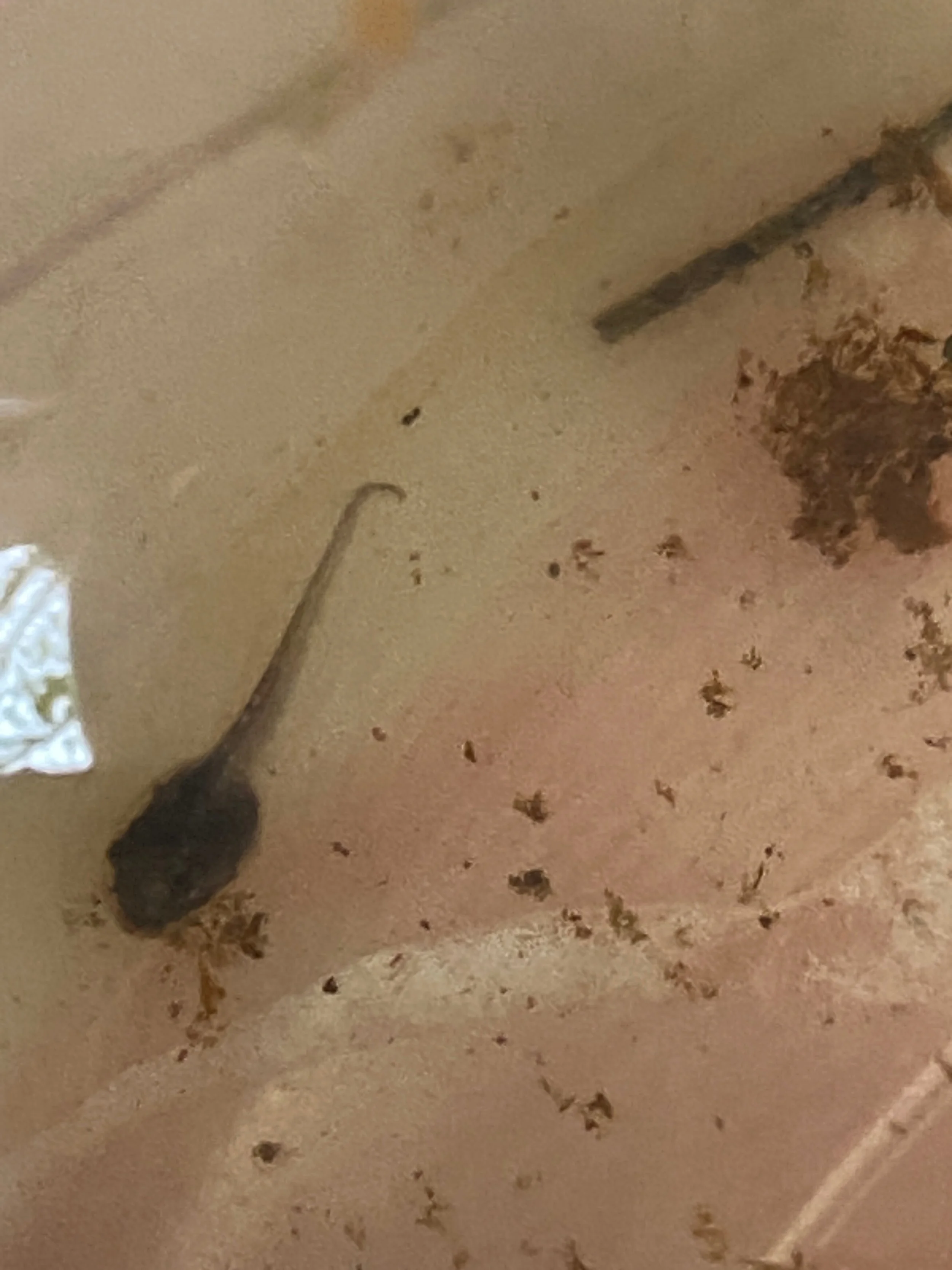 Spring peeper tadpole