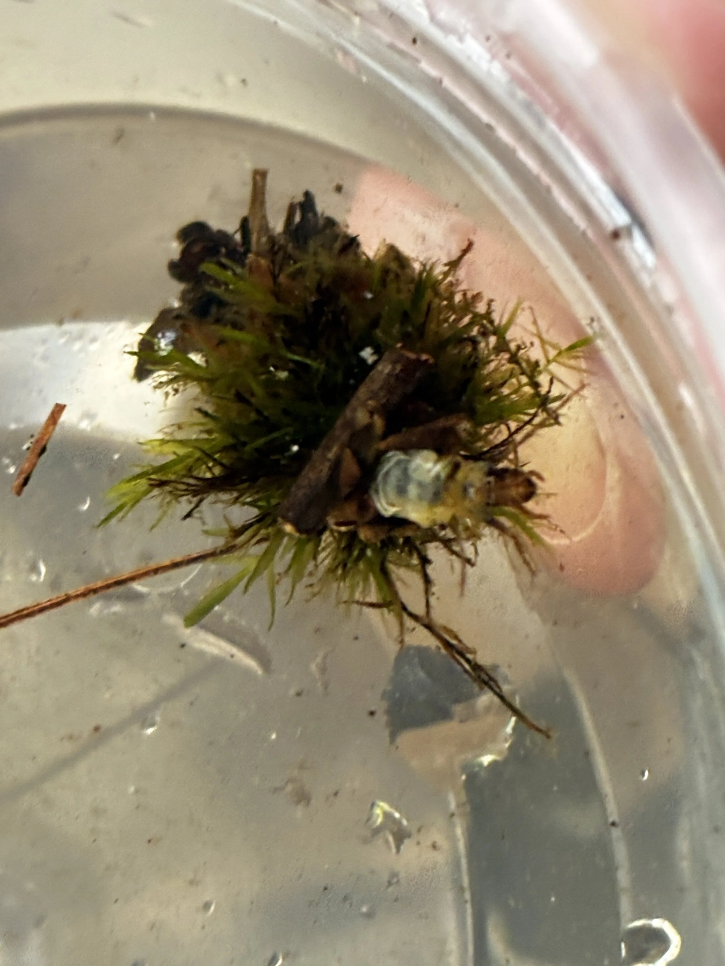 Caddifly larva
