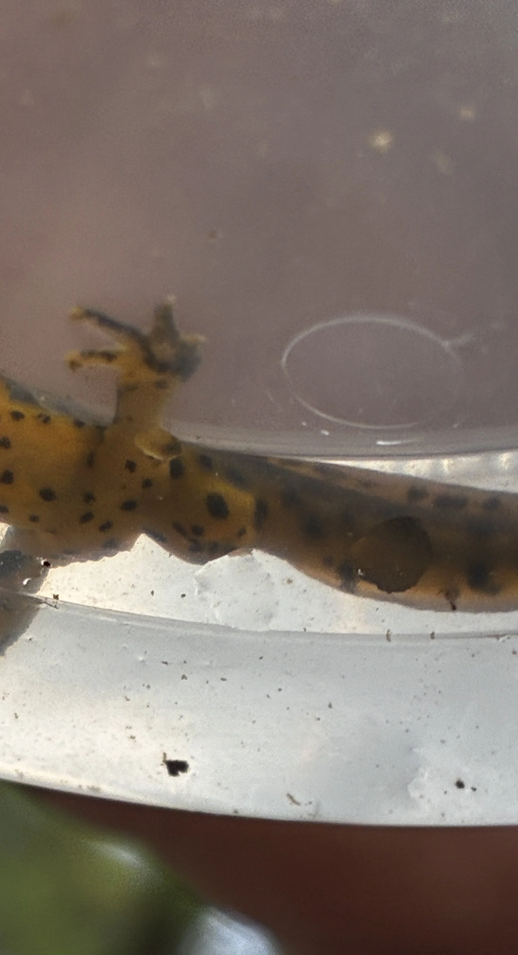 The swelling of a male newts cloaca means it is breeding season