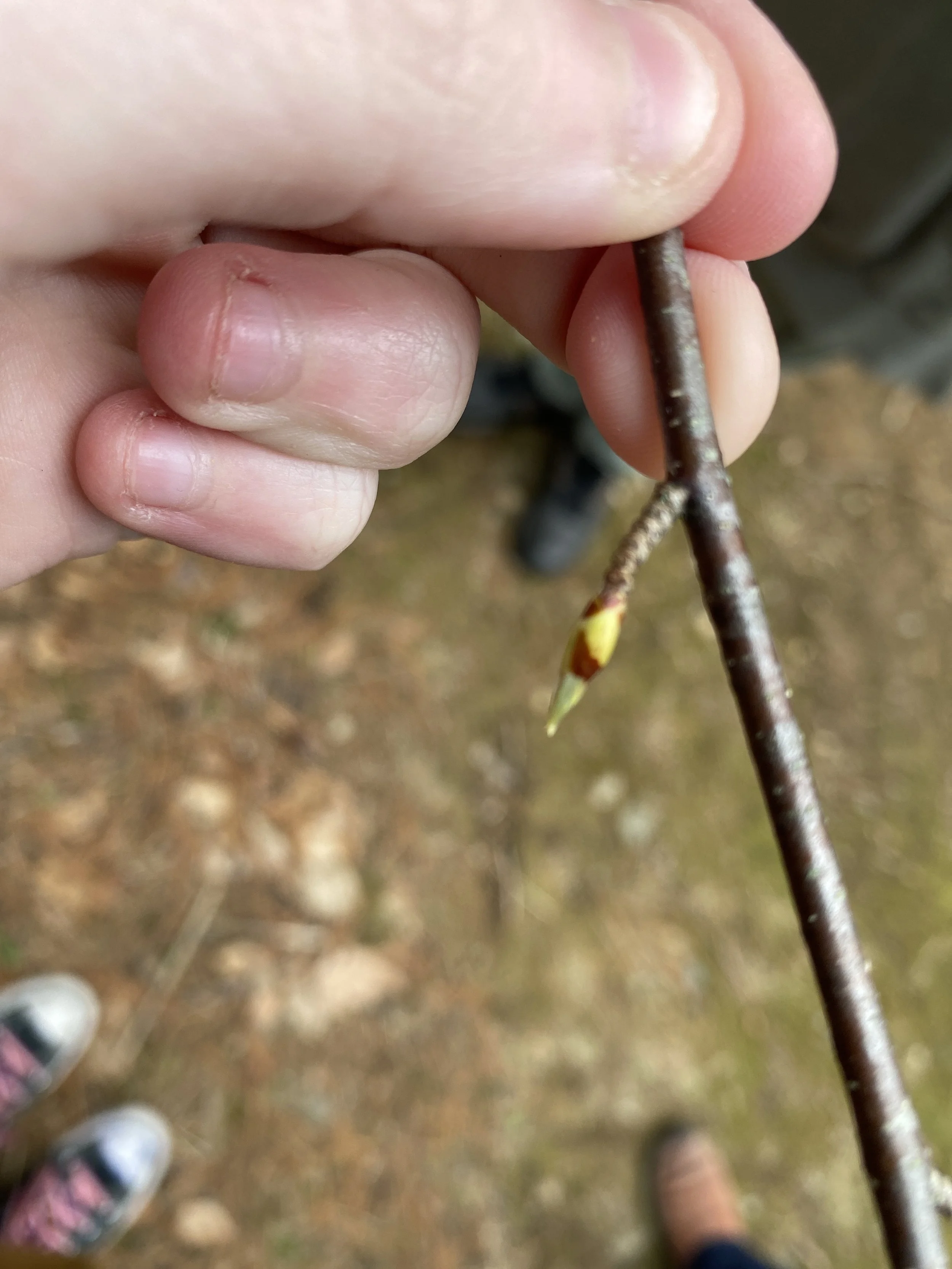 April bud