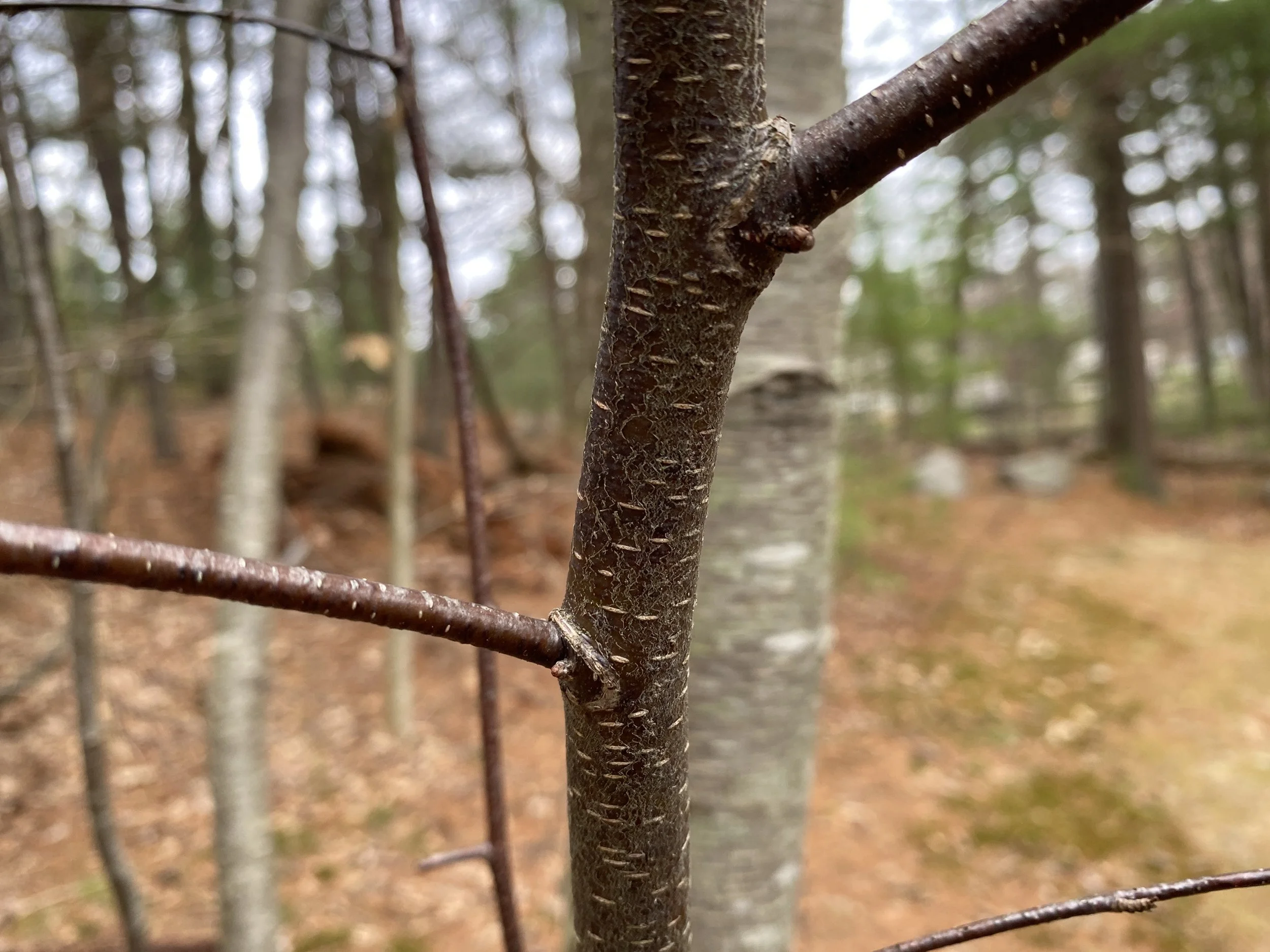 April Bark