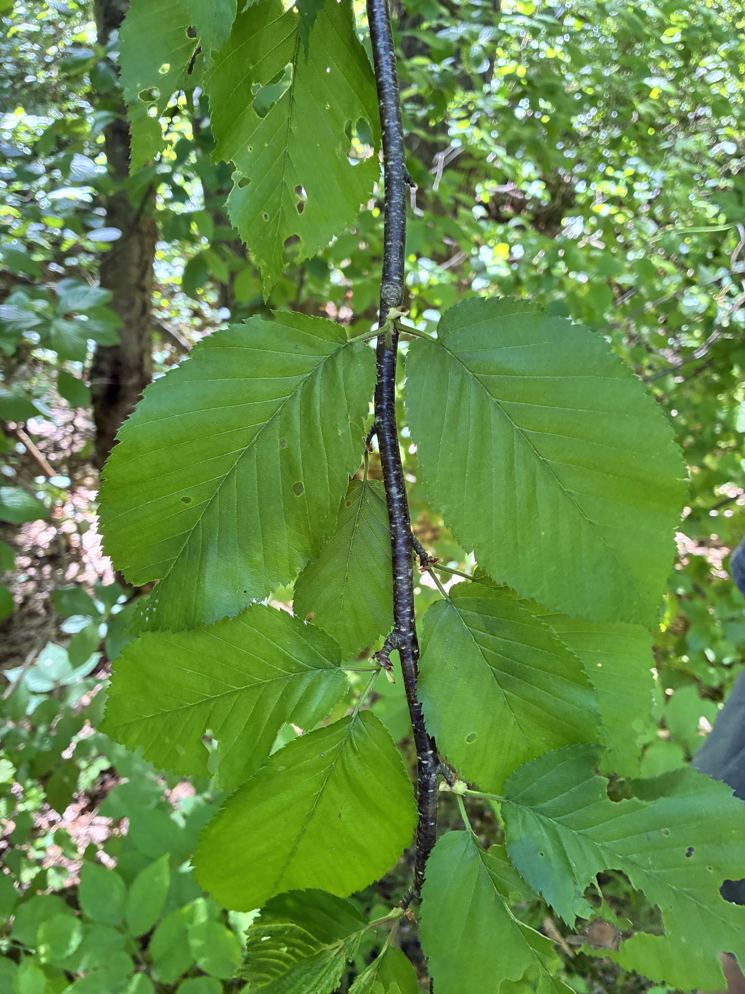 June Leaves