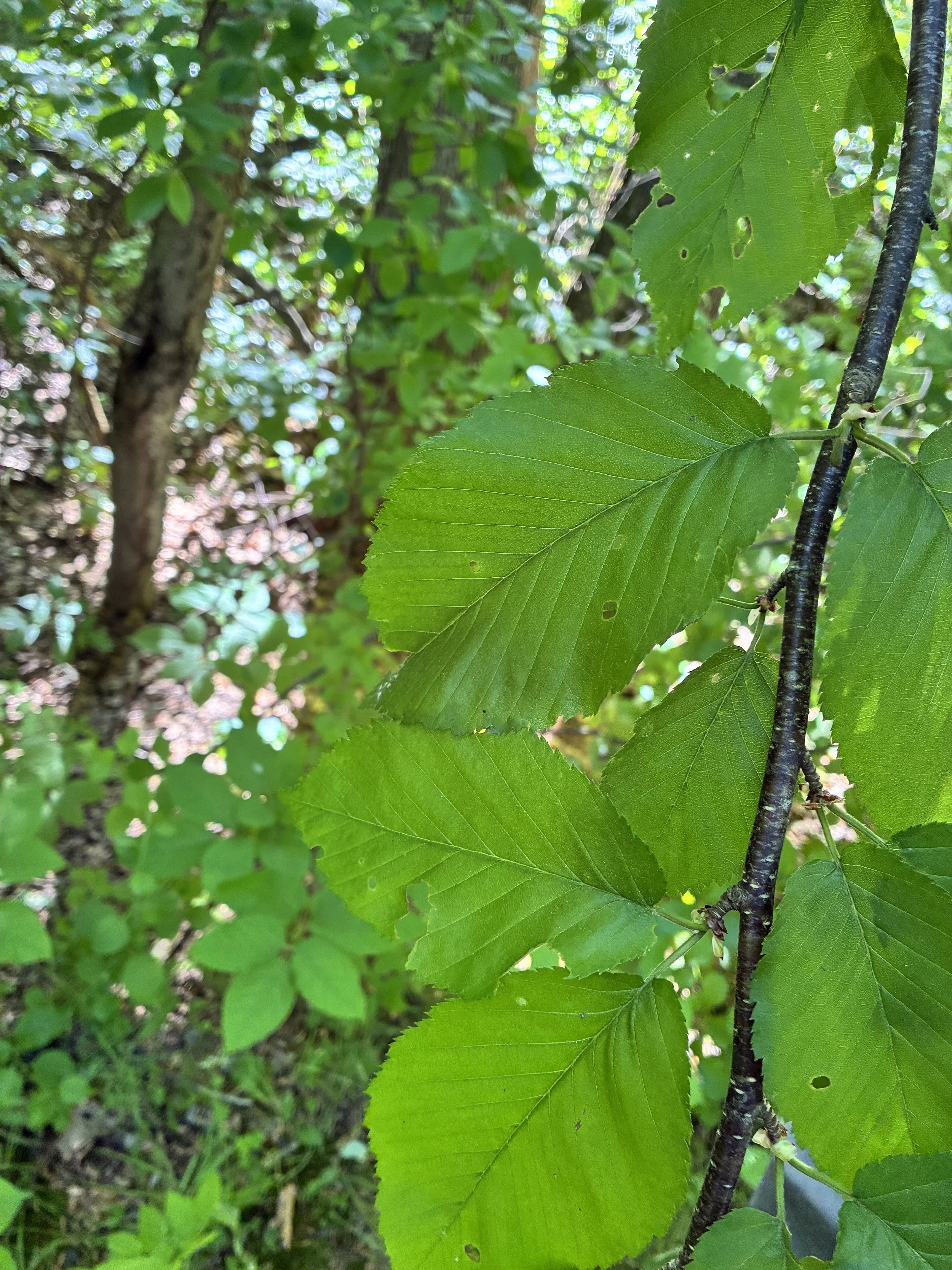 June leaves