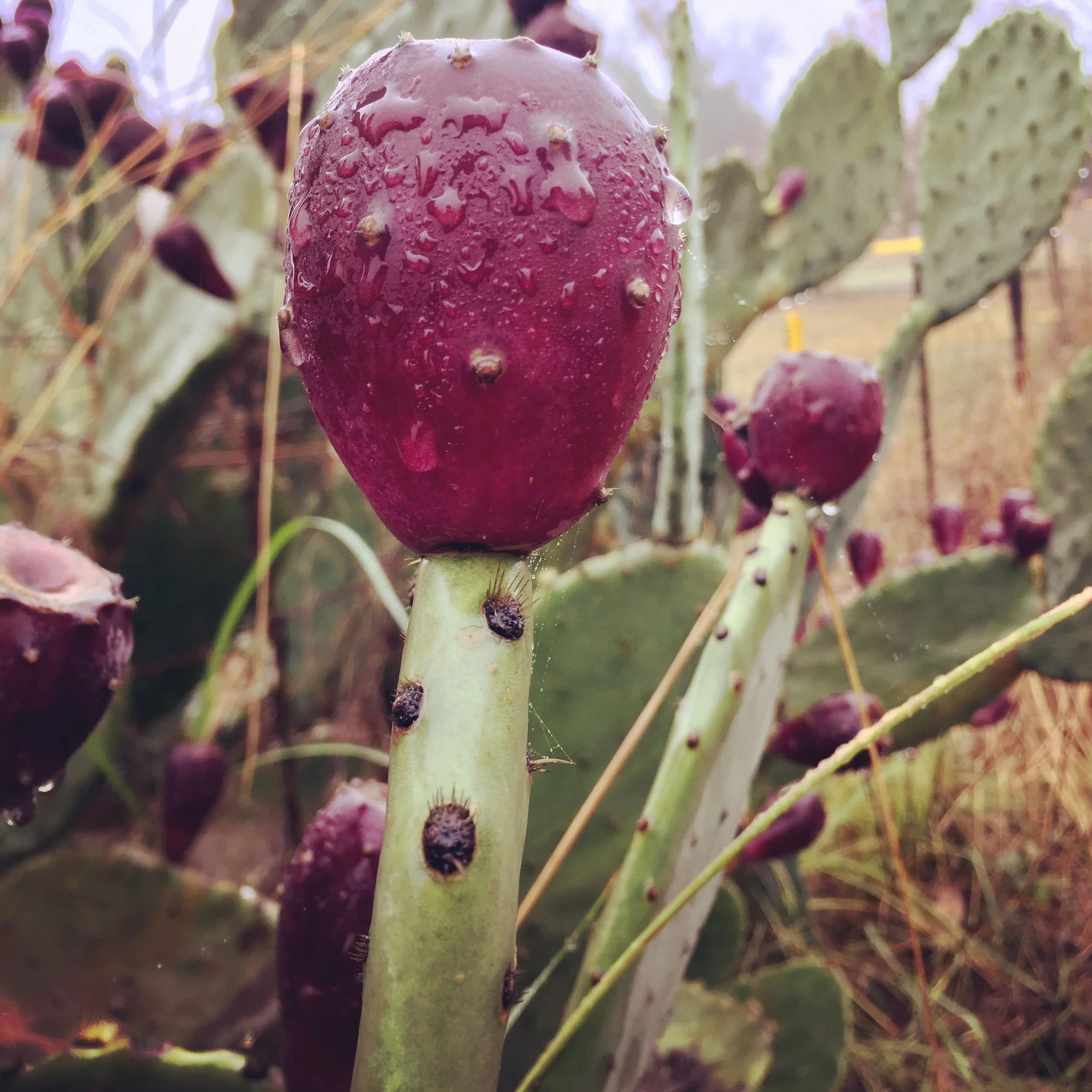 Grovetown cactus