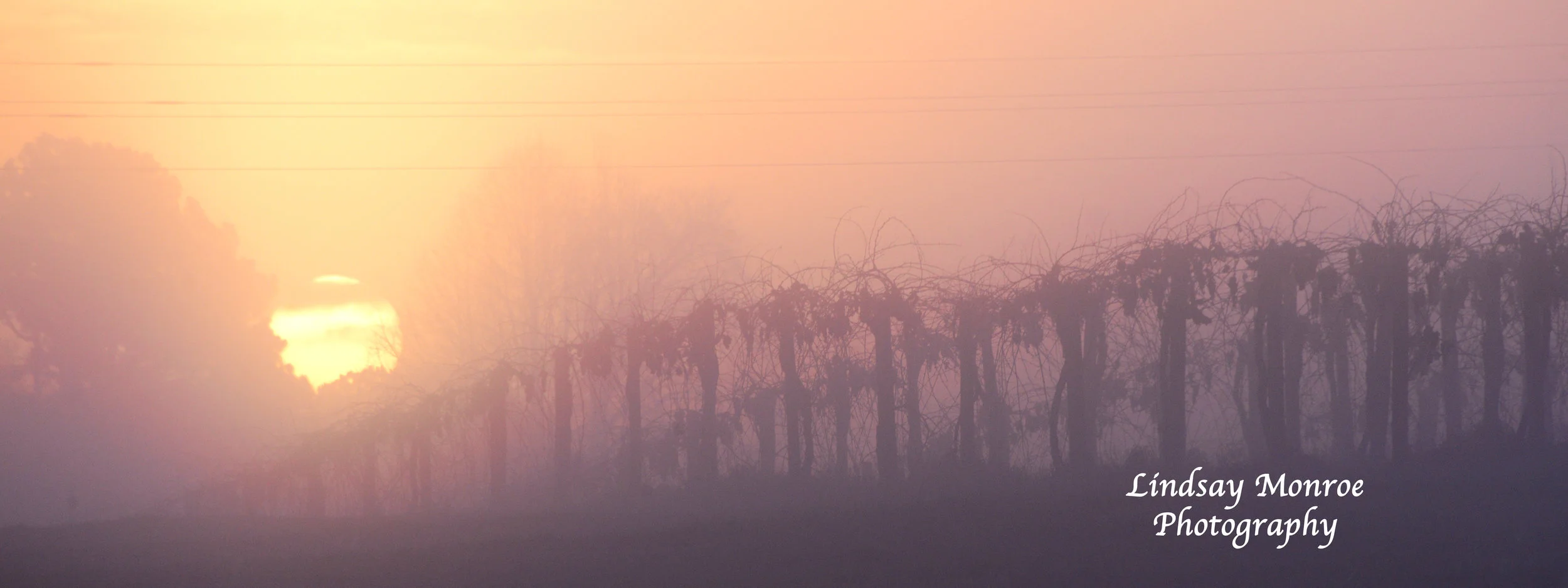 Sunrise on the vineyard