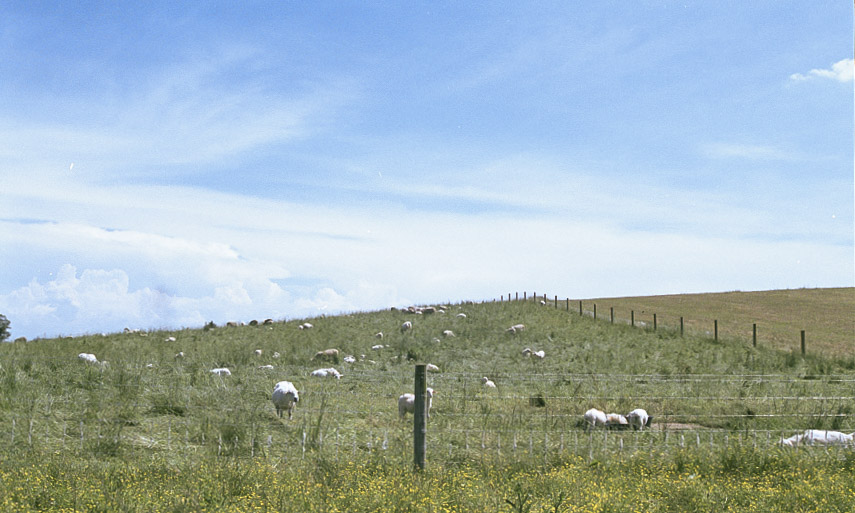 fuji 20.jpg