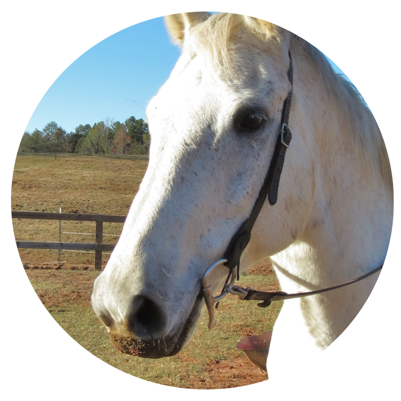 Horse 2 copy.png