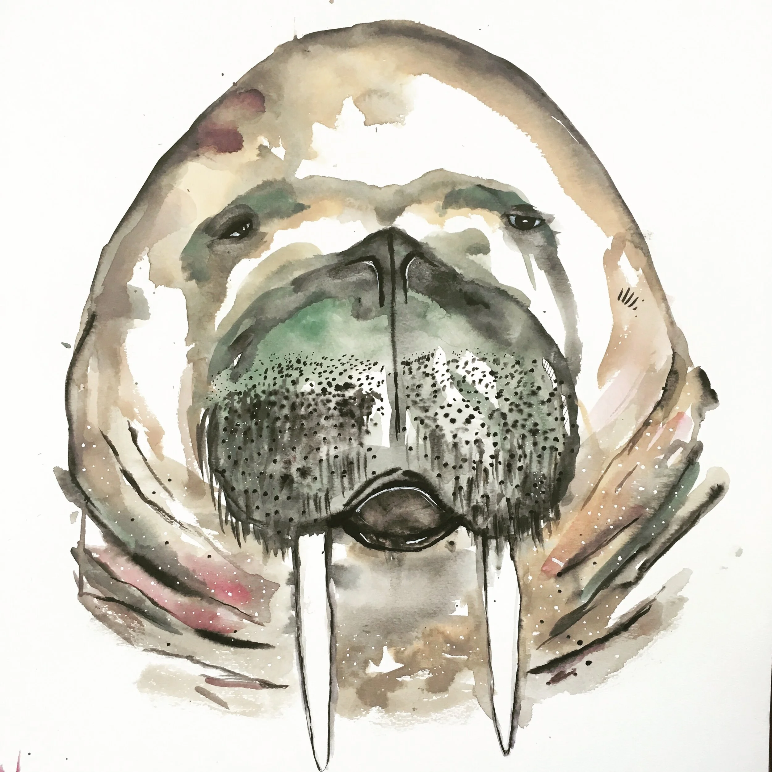 Walrus. 18x24. Original available and available for licencing