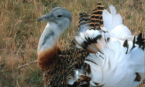 Great Bustard