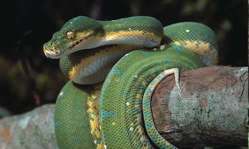 Green Tree Python