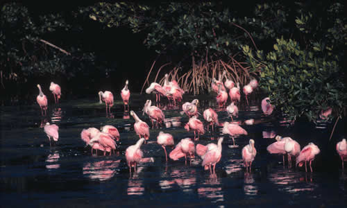 Roseate Spoonbill