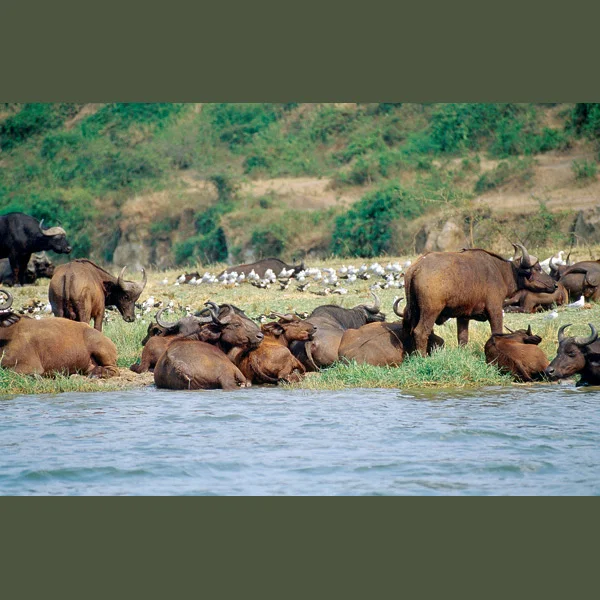 Cape Buffalo graze in large, mixed herds of up to 2,000 on grasses too coarse for other ruminants to process, always within a day’s walk of water. Between meals they rest sociably with others of their clan, backs touching, chins supported on a compa…