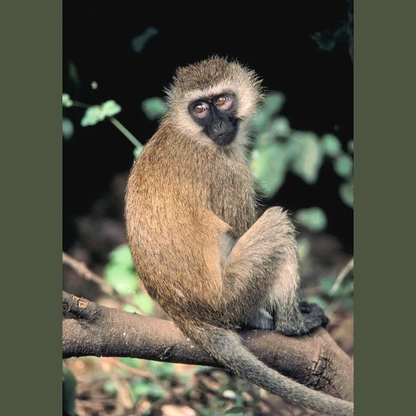 Green (black-faced) vervet monkeys maintain treetop balance and agility aided by long tails and, in effect, four grasping hands—hind feet as well as forelegs equipped with five long toes, with opposable thumbs and index fingers (useful also in rifli…