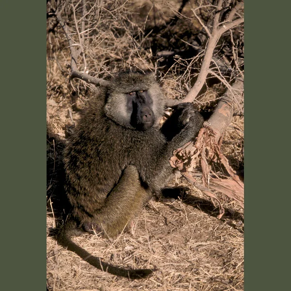 Baboons are Africa’s largest monkeys, their doglike heads unmistakable. They’ll eat anything—grass, crocodile eggs, even newborn antelopes. They like to drink every day but can survive for long periods by licking night dew from their fur. Main preda…