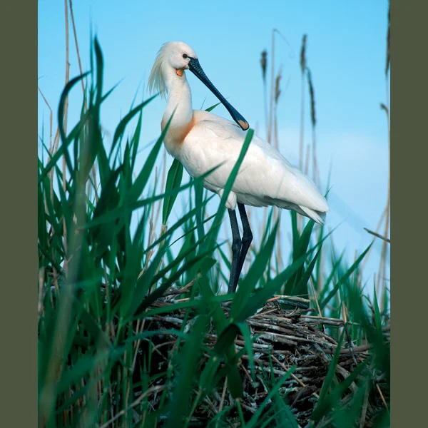 Spoonbills feed by swishing their long, spatulate bills through shallow water until they encounter prey, such as water insects, fry, crustaceans, or small frogs, which they snap up and ingest. In breeding plumage, they develop distinctive “horse-tai…