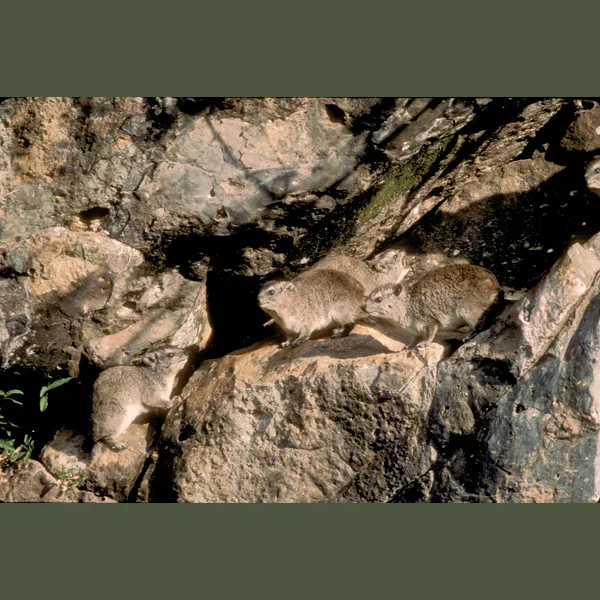 Rabbit-sized rock hyraxes have thickly padded feet with rubbery flaps kept moist by glandular secretions, forming a useful gripping surface for rapid mobility over rocky outcrops where they make homes. Fossil remains show hyraxes once were the size …