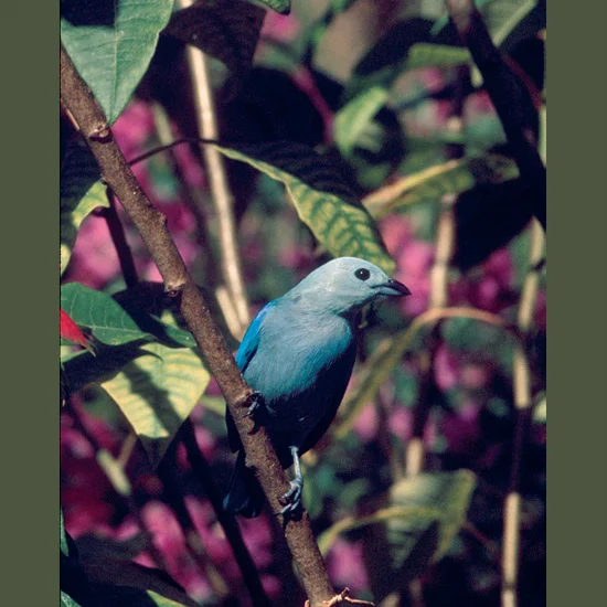Resourceful foragers, blue-gray tanagers seem happy flying out to capture insect prey in midair, equally so dining on fruiting and flowering trees or meticulously searching for hidden grubs in branches and leaves. Azulegas, as they’re known in Colom…