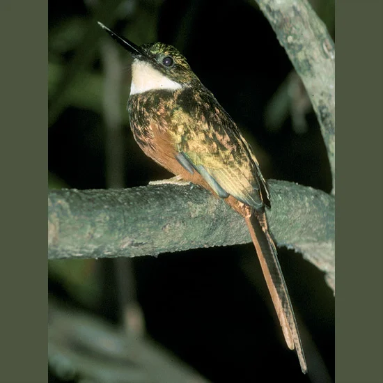 Jacamars, such as this rufous-tailed, resemble overgrown hummingbirds with their glittering metallic gold, green, and coppery plumage—an eye-catching display when they zoom after favorite insect prey, often an equally vivid butterfly. After a succes…