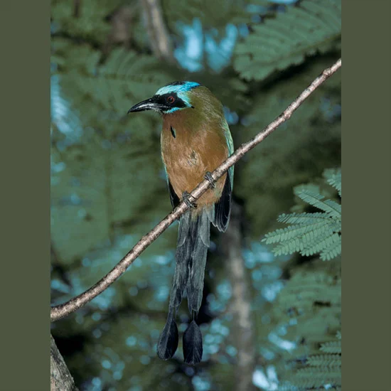 Lacy-tailed blue-crowned mot-mots work in pairs to excavate elaborate mudbank tunnel nests without seeming to ruffle a feather of gorgeous plumage. Tunnels up to 14 feet (4.2 m) long with spacious nest chambers 10 × 10 × 14 inches (25 × 25 × 36 cm) …