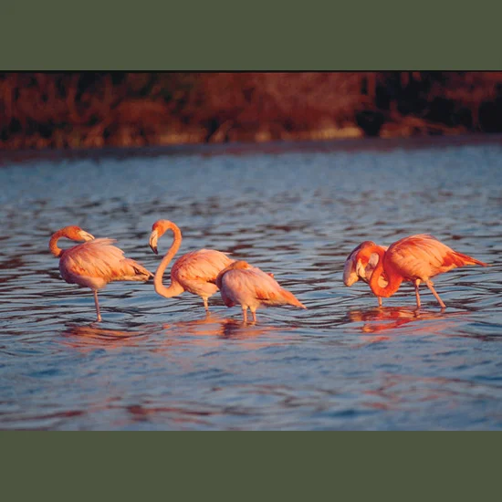 Flamingos feed using a method that is shared only by certain whales, first immersing their bills upside-down in shallow water, then sucking in and expelling water through lammellae or membranes which filter out and retain food organisms of appropria…