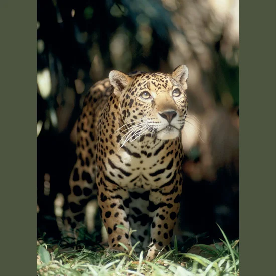 Jaguars, whose native Indian name—yaguara—means “killer that takes its prey in a single bound,” tend to stalk prey on the ground, and, empowered by long hindlimbs, spring from ambush, killing with a single crushing bite through temporal skull bones.…