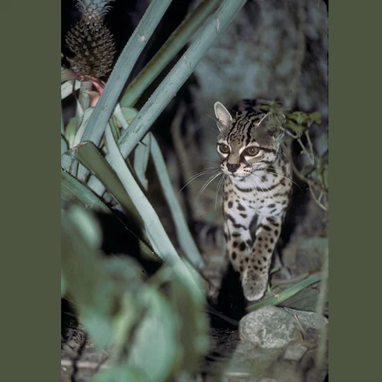Margays are known for exceptional climbing abilities. Aided by flexible rotating hind feet and, for balance, furry tails up to two-thirds their up-to-31-inch (79-cm) length, they can run straight down trees head-first or somersault to hang from bran…