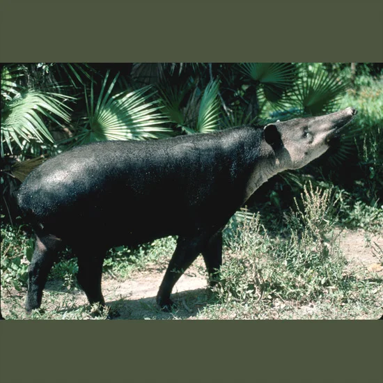 Living fossils unchanged on earth for some 35 million years, tapirs look like cousins of elephants but are more closely related to rhinoceros and horses. Prehensile-looking upper lips are useful for shoveling food in the mouth and gathering leaves f…