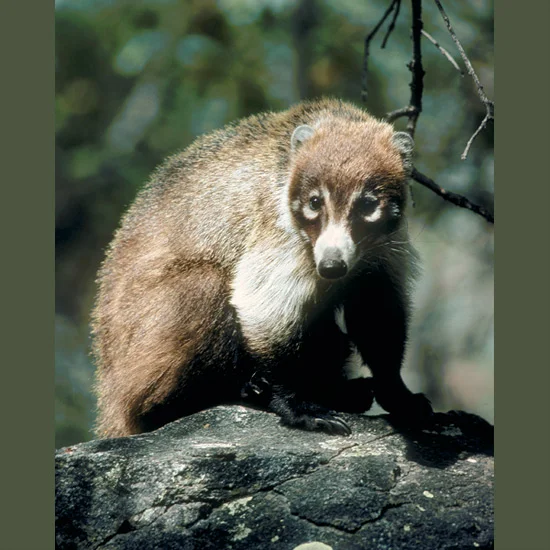 Ringtailed coatimundis are a true matriarchal society, females and offspring foraging and grooming in sociable groups up to 30, inviting males to join them when females are in estrus, excluding them when mating is completed. They range through savan…