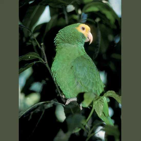 Vocal yellow-crowned parrots have large, muscular feet that are as useful as their wings. Like all their family of blunt-tailed parrots, they use them to pluck fruit and nuts, to hold food items while they are peeling and consuming them, and above a…