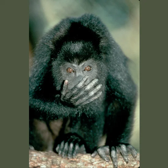 Howls of howler monkeys are believed to be the loudest sound of any land animal—achieved by enlarged hyoid throat bones which greatly amplify it—exceeded only by that of blue whales at sea. It’s audible three miles (5 km) away in the open, almost tw…