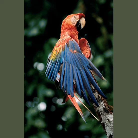Scarlet macaws are one of the most stunning of the beautiful parrot family, and one of the most dexterous, with zygodactyl feet—two toes in front and two behind—that they use like hands in holding and manipulating objects. Bills are attached to thei…