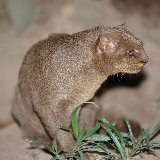 Jaguarundis move like shadows in scrubland and forest they inhabit from Texas south through most of South America, their low, slender bodies slipping through vegetation without a leaf stirring. They’re known also as otter cats but more for their app…
