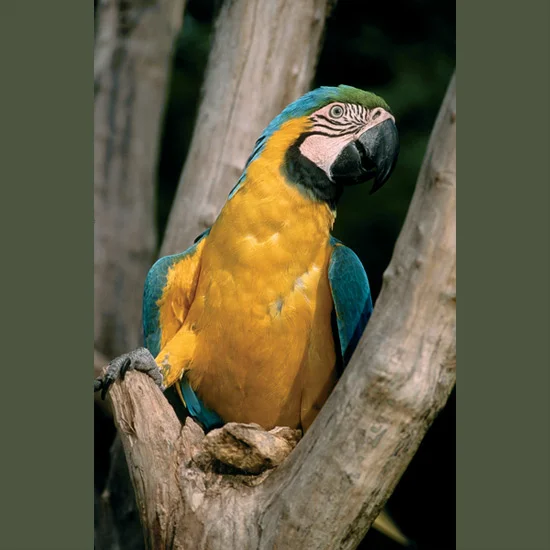 Even within large sociable flocks of a hundred or so, blue and yellow macaw pairs stay close, flying together with wings almost touching. It is a scene of breathtaking beauty when they fly from daylight feeding in canopies of fruiting forests to eve…