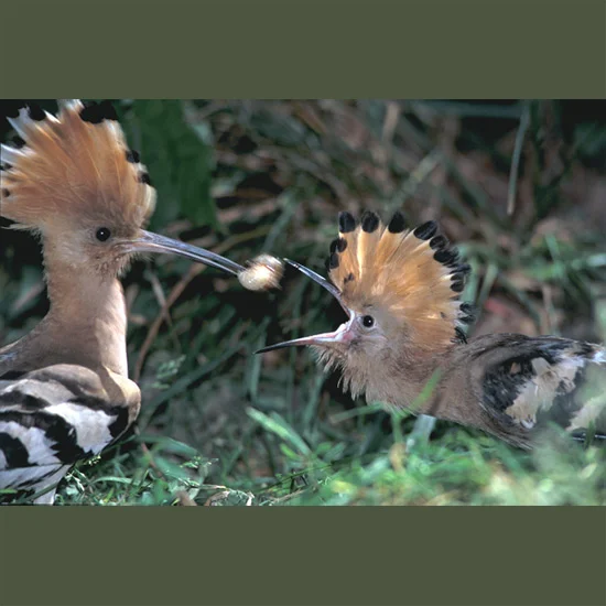 Nothing else looks like a hoopoe with its spectacular pink-cinnamon Indian-chief crest, spread like a fan or laid like a striped spike along its forehead, and butterfly-like flight, dramatically opening and closing boldly-barred black and white wing…