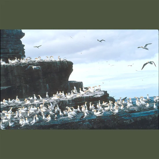 Gannets, large, brilliantly white cigar-shaped seabirds with buff-cream heads nest in great crowded colonies on high cliffs on both sides of the North Atlantic, supplying fuzzy white nestlings with fish gathered in prodigious dives. Flying up to 130…