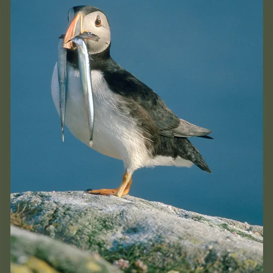 Clownish little puffins with outsize multihued bills nest at the end of tunnels up to 16 feet (5 m) long in rock crevices or on cliffs at the edge of the sea, where they lay one egg—then raise their chick in total darkness. After it hatches, they fe…