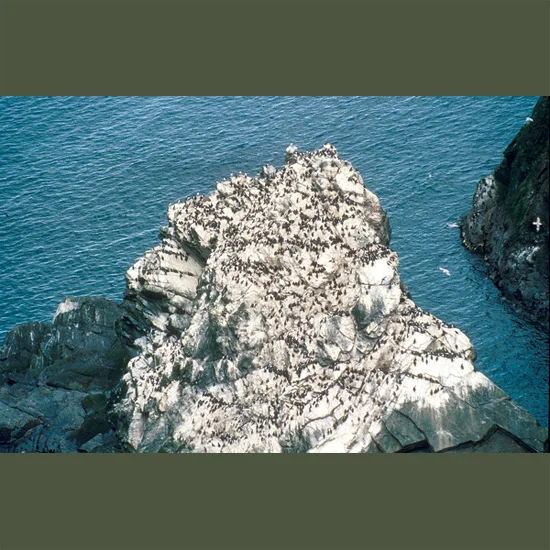 Guillemots spend most of their lives at sea, coming to land only to nest—but when they do, they come in tens of thousands, crowding together on rocky islands and sea cliffs on both sides of the North Atlantic—60,000 on Scotland’s St. Kilda alone. Ea…