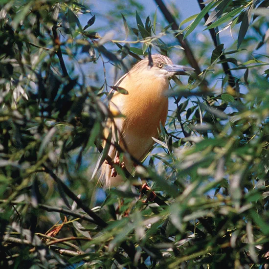 Squacco herons, inconspicuous when slipping through reed beds with the agility of rails, transform themselves when they unfurl white wings in preening or in flight. Courtship plumage gives them feathered hoods and capes controlled by muscles which s…