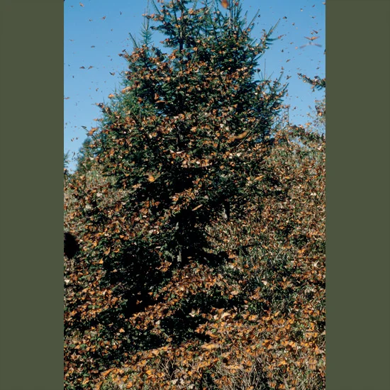 Tens of millions of monarch butterflies set out every August on a six-week 3,000-mile (5,000-km) journey from Canada and the northern U.S. to a destination they have never seen in Mexico. There they gather for the winter in El Rosario Sanctuary, cov…