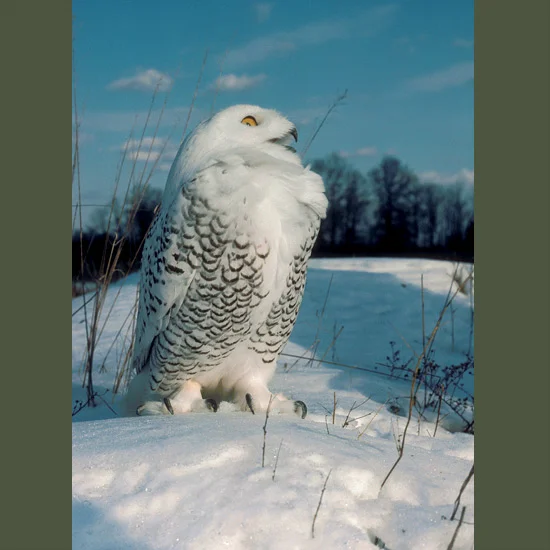 Dense feathers cover all but sharp, curved claws of snowy owls, maintaining body heat of 100oF (38–40oC) when temperatures plummet in their circumpolar tundra habitat to –60oF (–52oC). Standing 20–27 inches (50–68 cm) with wingspans more than twice …