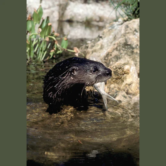 Graceful, frolicsome river otters spend a third of their time in water, muscular, torpedo-shaped bodies protected by coarse guard hairs over dense undercoats that keep them snug and waterproof in all seasons. Small ears and nostrils automatically cl…