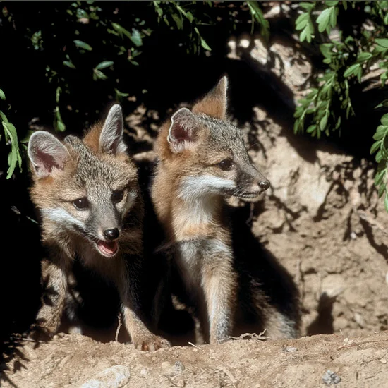 Gray foxes are only member of the canid or dog family that can climb trees. Strong hooked claws and short powerful legs enable them to scramble up trees and leap agilely from limb to limb, catching squirrels, raiding birds’ nests, dining on ripe fru…
