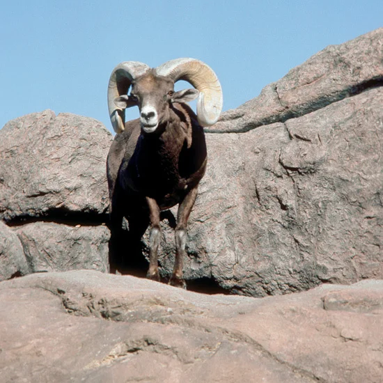 Bighorn sheep are known for dramatic head-to-head clashes between males in which rams equipped with curled horns weighing 30 pounds or more (14 kg) crash into rivals at speeds up to 20 miles an hour (32 kph) for 24 hours or more, ending when one ram…