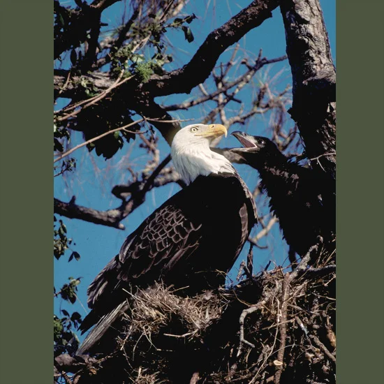 Bald eagles can see fish swimming in water from several hundred feet up (100+ m) and dive on them at speeds over 100 miles an hour (160 kph). If necessary they can swim a butterfly-stroke until they get enough lift to take off again. They return to …
