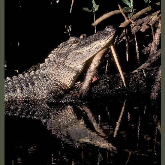 Formidable survivors of the age of dinosaurs, alligators can weigh up to a record half-ton. Powerful jaws come equipped with 74–80 teeth and enough replacements so one ’gator can go through up to 3,000 teeth in a lifetime. Yet females are gentle, ag…