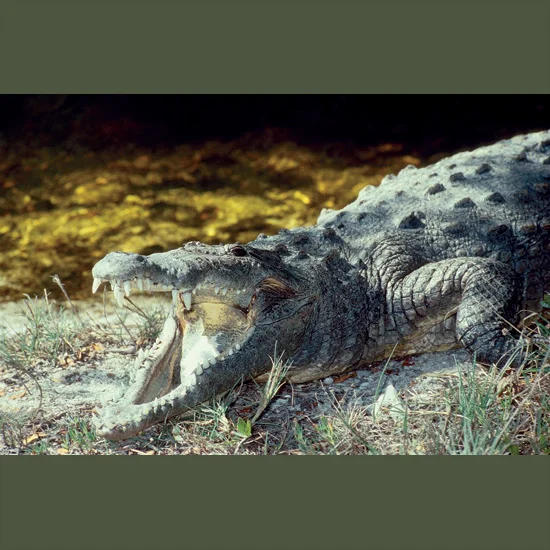 American crocodiles can seem sleepily unaware but they are fearsome hunters that run on land up to 11 miles an hour (17.6 kph), swim up to 20 miles an hour (32 kph), stay underwater up to an hour and cruise about seeing both above and under water. T…
