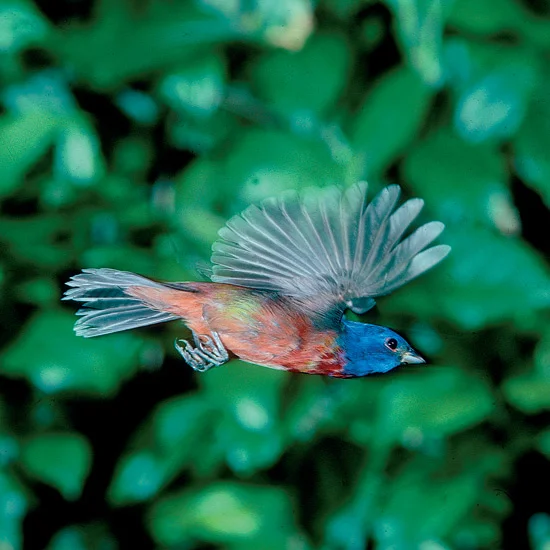 Gentle-looking painted buntings will battle to the death over territories. Courtship displays combine elaborate feather-fluffing and moth-like flights with deep shuddering quivers—all this seldom seen except by mates due to the bird’s preference for…