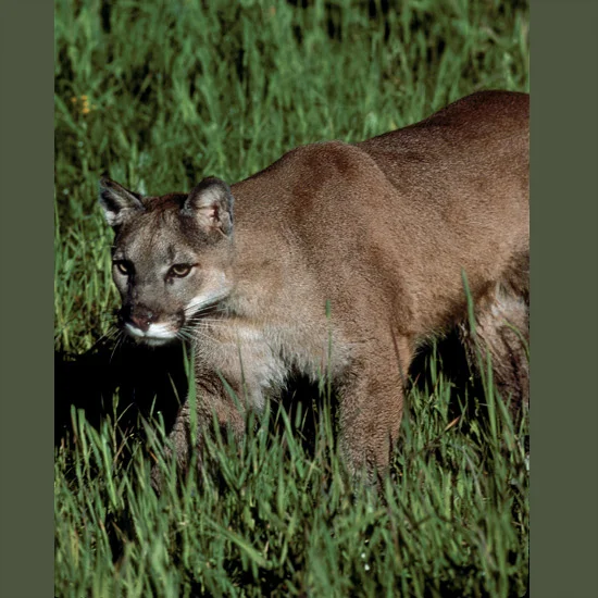 Mountain lions, known also as Florida panthers, cougars, pumas—same species—have the largest range of any New World cat, from southern Argentina to southeastern Alaska. Powerful rear leg muscles with proportionately the longest legs of any cat give …