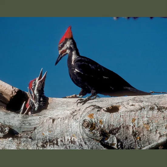 No other bird is mistaken for the flame-crested pileated woodpecker—larger than any other in North America—with flashing black-and-white wingpatches and ringing, cackling call. Their rolling tattoo followed by heavy, deliberate drumming reverberates…